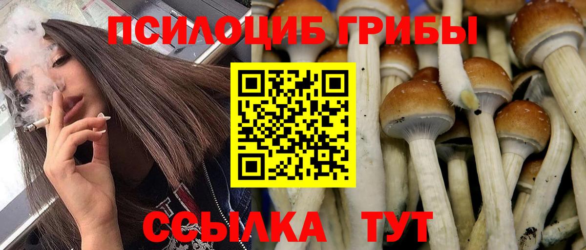 Псилоцибиновые грибы Psilocybe Магадан